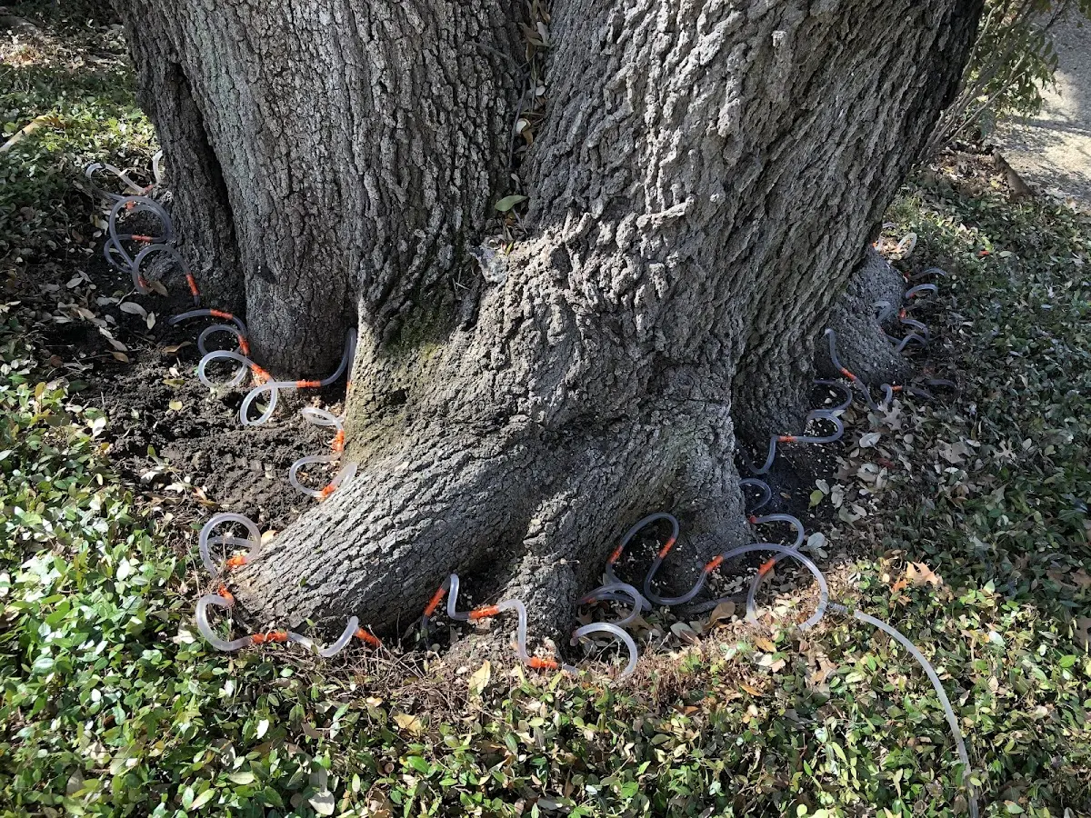 Detailed Shrub and Hedge Trimming job site in Ector