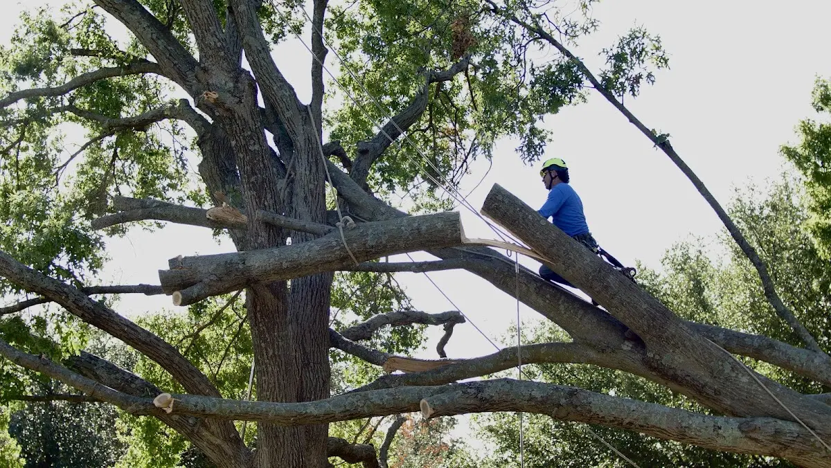Professional Crown Thinning performed by certified arborists in Ector
